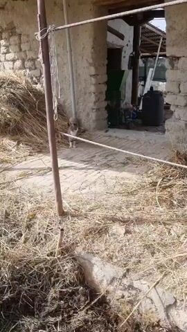 The video shows a dusty outdoor scene with piles of straw and old stone structures.  A tabby cat stands near a doorway in one of the structures.  A person is heard making "pssh pssh" sounds to attract the cat's attention. A rope lies on the ground. The area appears to be a farmyard or storage area.  In the background, there are other objects including containers.