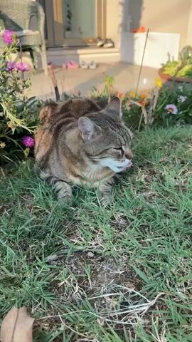 A medium shot captures a tabby cat lying in lush green grass. The cat is a mix of brown, black, and tan stripes with piercing green eyes. Its tongue is sticking out slightly as it looks to its right. In the background, a patio area is visible with a wicker chair to the left and a white building with a glass door. Several pairs of shoes and slippers are lined up near the entrance of the building. Colorful flowers, pink and orange, bloom around the cat, adding vibrancy to the scene. The sun appears to be low in the sky, casting long shadows and bathing the scene in a warm, golden light, suggesting it is either early morning or late afternoon. The setting seems to be a domestic garden or yard, likely in a residential area. The overall mood is peaceful and serene, focusing on the cat's tranquil moment in nature. There is no visible text in the media file.