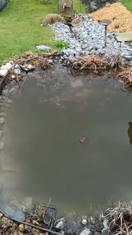 The video shows an outdoor pond with murky water. The pond is lined with rocks and has some dead plants around the edges. There is a single leaf floating on the surface of the water. Underneath the surface, there are numerous small, orange-colored fish swimming around. In the background, there is a grassy area with a rock garden and a bird bath.