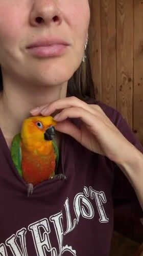Woman poses for selfies with colorful parrot in Khimki