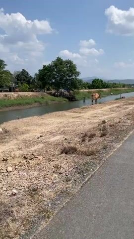 The video shows a rural scene on a sunny day with a blue sky and scattered clouds. A canal runs parallel to a dirt path and a paved road. A light brown cow stands by the canal bank, then enters the water to drink. On the opposite bank, there is a small, dilapidated wooden structure. The background features lush green trees, palm trees, and distant mountains. The camera pans slightly, following the cow as it moves towards the water.