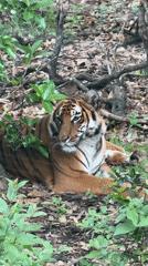 Tiger spotted resting in Shanghai district forest