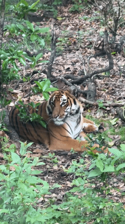 Tiger spotted resting in Shanghai district forest