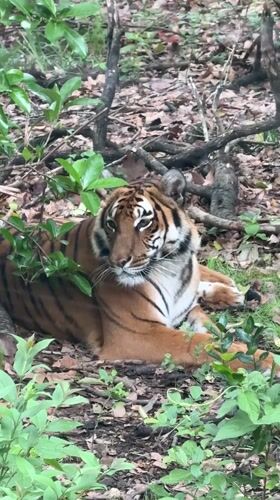 Tiger spotted resting in Shanghai district forest