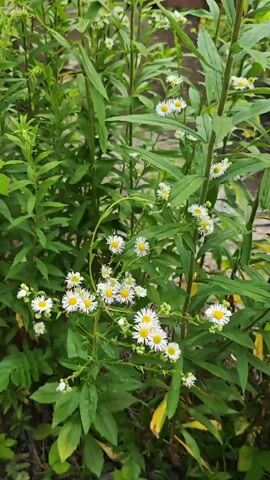 The video shows a close-up view of several daisy-like flowers with white petals and yellow centers, interspersed with lush green foliage. The flowers are small and delicate, with many blooming on slender stems. The surrounding greenery is dense, creating a natural, wild garden setting. Some of the leaves are broad and flat, while others are long and slender. The lighting suggests it is daytime, likely in the morning or afternoon, with natural light filtering through the plants. The overall impression is one of natural beauty and tranquility, a serene moment captured in a garden or meadow. The location context of Goczałków, Poland, places this scene within a European setting. No people or specific objects other than the plants and flowers are visible. There is no discernible text within the video. The activity appears to be a static observation of the flora, with no movement or action taking place.