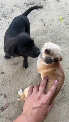 Two puppies, one black and one tan, interact on a sandy ground. The black puppy is a bit larger and seems to be nudging or sniffing the tan puppy, which is looking up at the camera with a curious expression. A hand is gently petting the tan puppy's back. The scene appears to be outdoors, possibly in a yard or park, with dry leaves and sparse vegetation visible on the ground. The lighting suggests it could be daytime, perhaps late morning or afternoon. The interaction between the puppies appears playful and gentle, with the tan puppy showing a mix of curiosity and slight apprehension. There is no visible text in the media.