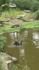 Morning life captured in Jiangjin: swan, residents, worker activities