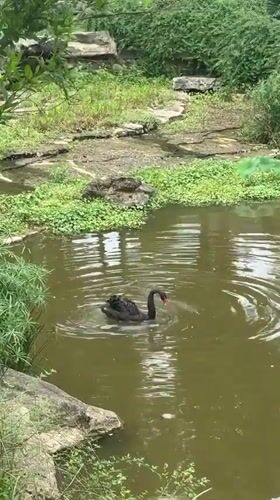 Morning life captured in Jiangjin: swan, residents, worker activities