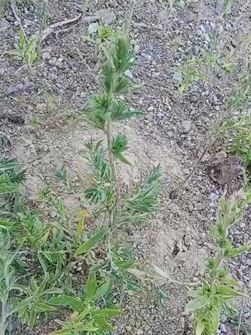 The video shows a close-up, low-angle shot of a small, green plant growing in dry, sandy soil with scattered pebbles. The plant has a thin, vertical stem with numerous small, serrated leaves branching out along its length. At the top of the stem, there are more tightly clustered leaves, giving the impression of a developing bud or flower. The surrounding area is sparsely vegetated, with other similar plants visible in the background, suggesting a dry, possibly arid or semi-arid environment. The lighting suggests it is daytime, likely outdoors, with no specific weather conditions clearly discernible. The overall mood is calm and natural, focusing on the plant's growth in its environment. There is no visible text in the video. The location context is Raygorodok, Kazakhstan.