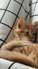 Quiet afternoon moments captured in Khimki: kitten and cityscape