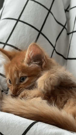 Quiet afternoon moments captured in Khimki: kitten and cityscape