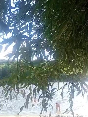 The video displays a serene natural scene by a body of water, likely a lake or river, on a sunny day. Lush green foliage, possibly from a weeping willow tree, hangs into the frame, obscuring parts of the view. In the background, a tree-lined landscape is visible under a bright sky. The water appears calm and shallow near the shore, which is sandy. Several individuals are present in the water and on the sandy bank. A person in the foreground on the right is bent over, seemingly interacting with the water or the ground. Further back, in the water, at least two other individuals are visible. The overall atmosphere suggests a leisurely day at the beach or by the water.