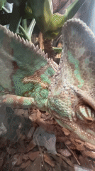 Moscow zoo visitors document chameleon exhibits in morning footage
