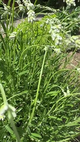 The video shows a close-up view of a lavender plant with numerous flower stalks bearing small white flowers. The plant is in a garden setting, with greenery and hints of a path and brickwork in the background. The camera slowly pans upwards and slightly to the right, showcasing the delicate nature of the flowers and the lush foliage. Sunlight filters through the leaves, creating a soft, natural lighting effect.