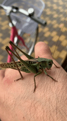 Katydid up close on a pink bicycle rack in Kropotkin