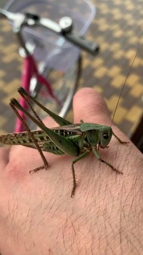 Katydid up close on a pink bicycle rack in Kropotkin