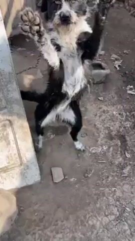A medium-sized dog with black and white fur stands on dirt. It has a collar and is attached to a chain. A gloved hand comes into the frame and holds out a lime green toy. The dog reaches out its paws and licks its nose.