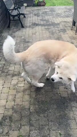The video shows a large, predominantly white dog standing on a paved patio. The dog has a fluffy coat and its tail is slightly curled up. It is mostly white but has some tan shading on its back. The patio is made of grey bricks. In the background, there is a black metal bench, a grey outdoor table with chairs, and green grass. The dog shifts its weight and looks around. A person speaks to the dog, asking if it is feeling okay. The camera zooms in on the dog's face and the dog sticks its tongue out.
