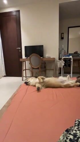 Golden dog naps hard, belly-up on a Bali bed