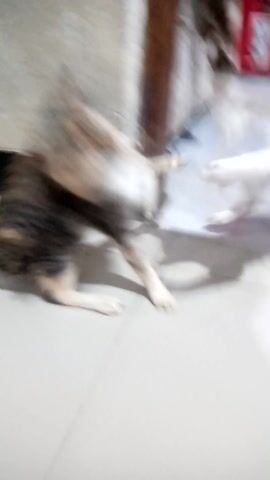 The video captures a playful interaction between two cats. The scene appears to be indoors, possibly a home, with tiled flooring. A multicolored calico cat is positioned above a tabby cat, which is lying on its back. Their movements are rapid and somewhat blurred, indicating they are actively engaged in play, perhaps wrestling or chasing each other. The calico cat has its head lowered towards the tabby, and its front paws seem to be interacting with the tabby's body. The tabby cat's paws are visible as it lies on its back, seemingly enjoying the playful tussle. There is some furniture visible in the background, including what looks like a red cabinet with cartoonish designs. The lighting suggests it might be daytime, or a well-lit interior space. There is no discernible weather information. The overall mood conveyed is one of energetic playfulness. There is no visible text in the video. The location context of Cibinong, Indonesia, does not provide any specific visual cues within the frame itself.