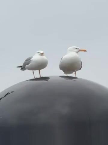 Two seagulls are perched on top of a shiny black dome-shaped structure. As the camera zooms out, it is revealed that the dome is part of a larger, complex black structure, likely a mast on a yacht. In the final shot, the full yacht, named "ETERNAL SPARK", is partially visible, docked in a harbor with cranes in the background under a cloudy sky.