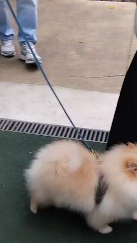 A person wearing a long black dress and white top is walking two fluffy Pomeranian dogs on a leash. The dogs are light cream colored. The dogs are on a green surface, possibly artificial turf, with a gray paved area and a grated drain visible in the background. The person is holding a blue leash attached to the dogs. The video pans slightly as the dogs walk.