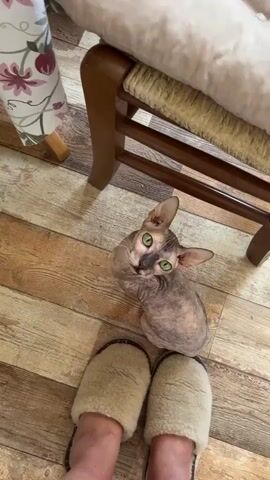 The video shows a person's feet wearing slippers standing on a wooden floor next to a bald cat. The cat is looking up at the person with its mouth open. The person is standing still, and the cat is also mostly still, with slight movements of its head. There is a chair in the background. The lighting is natural and appears to be from an overhead source. The video is shot from a high angle, looking down at the cat and the person's feet.