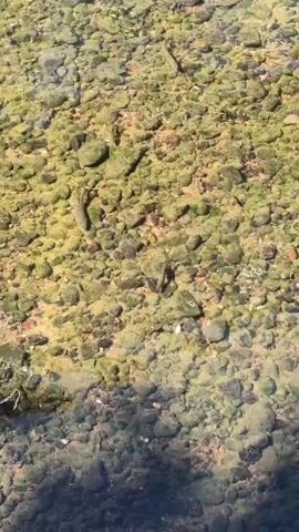 The video shows a shallow body of water with a rocky, algae-covered bottom. Two small fish are visible swimming in the water. The lighting suggests it is daytime, and the water appears clear. The camera is held above the water, looking down.
