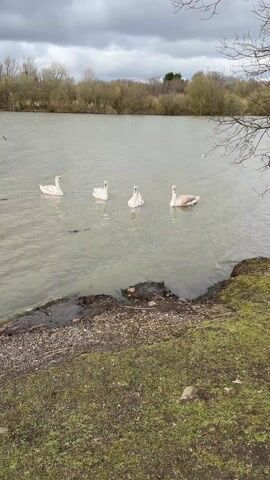 The video shows a grey lake under a cloudy sky.  Four young swans with mostly white plumage are swimming in the water. Then the camera zooms in to show three of the swans swimming. The camera pans to show another single swan, then a single goose standing on the shoreline. The water has small ripples on its surface.  The shoreline consists of dirt, grass, and small rocks.  There are bare trees visible in the background.