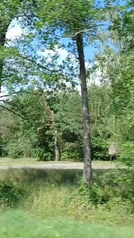 The video shows a view from a moving vehicle, likely a car, traveling along a road. The environment is lush and green, with tall trees, predominantly pines, lining the road. The sky is blue with scattered white clouds. The road itself appears to be paved or well-maintained dirt. In some frames, there are glimpses of open fields with grass and smaller trees. One frame briefly shows a memorial or monument by the side of the road, consisting of a pink structure with a plaque or inscription and a cross. Another frame shows a small wooden structure that resembles a shelter or birdhouse. The overall impression is of a scenic drive through a wooded area on a clear day. There are no people or animals visible in the video. The motion blur indicates the vehicle is in motion.