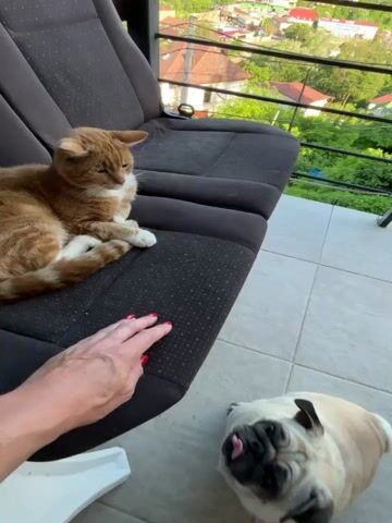 A ginger cat lies on a dark fabric car seat positioned on a tiled balcony, its body curled. A human hand with red nail polish reaches out towards the cat's flank. A fawn-colored pug dog is on the balcony floor, looking upwards with its tongue partially extended. The balcony overlooks a densely vegetated hillside with houses and trees. The video pans slightly to the left and then back to the center.