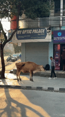 Cow walks urban sidewalk in Pokhara Nepal street scene