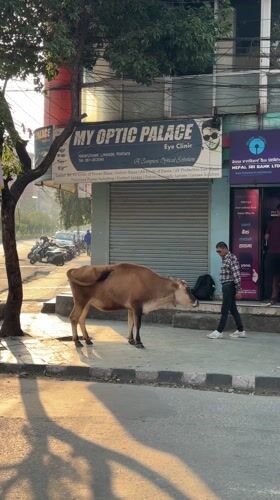 Cow walks urban sidewalk in Pokhara Nepal street scene