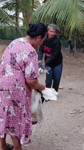 An elderly woman in a pink floral dress and an elderly man in a black hoodie and jeans are outdoors, holding two large birds. The woman is holding a white bird by its legs, its wings spread. The man is holding a black and white speckled bird in a net, which he is also holding by the legs. They appear to be interacting with each other, and the man is speaking. The ground is covered with gravel, and there are palm trees and some buildings in the background. The overall scene suggests a rural or semi-rural setting.