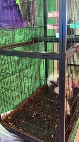 The video shows the interior of a multi-level wire cage. On the top level, a gray, furry animal hangs from a perch or hammock. Below it, a purple pouch-like object is also attached to the cage. On the second level, a black and white animal is visible, partially obscured by the cage bars, appearing to be in motion. The bottom of the cage contains scattered debris, likely food or bedding. The background is a green tarp or sheet.
