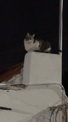 Tabby cat spotted on structure in nighttime Puebla