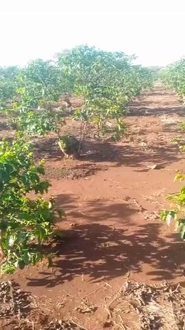 The video shows a coffee farm on a sunny day. Rows of small coffee plants are visible, laden with green coffee berries. The ground is dry and reddish-brown. A person's shadow moves across the scene, indicating they are walking through the rows of coffee plants. The camera focuses on one particular plant, showing its dense foliage and the abundance of coffee berries. The sky is blue.
