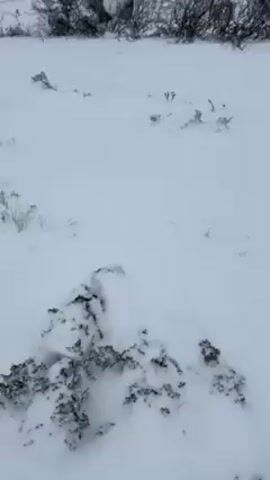 The camera pans across a snow-covered landscape on a gray, overcast day. In the foreground is a field of snow, with some sparse vegetation poking through. Beyond the field, there is a dark, sparse woodland with some burned or dead trees. A wire fence runs along the edge of the woods. In the distance, there appears to be a body of water, partially frozen. The sky is uniformly gray, indicating a cloudy day.