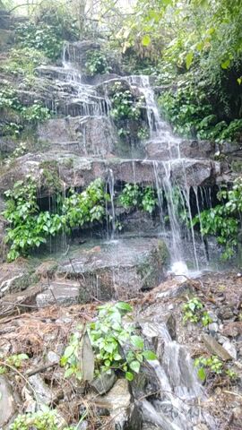 This is a vertical video of a small waterfall cascading down a rocky, moss-covered cliff face in Naggar, India. The waterfall is not a single, continuous sheet of water, but rather breaks into many thin streams that trickle down the rocks, creating a textured and dynamic visual. Lush green plants, with broad leaves, cling to the rocks, interspersed with the flowing water. Some dried leaves and twigs are visible on the left side of the frame, suggesting a natural, possibly forest or mountainous environment. The rocks themselves are dark and appear wet, reflecting the water and greenery. The overall impression is one of a serene and natural scene, possibly after rainfall given the abundance of water. There is no text visible in the media file. The lighting suggests it could be daytime, with soft, diffused light that doesn't cast harsh shadows, indicating perhaps an overcast day or a location within a dense canopy. The activity is simply the natural flow of water over rocks.