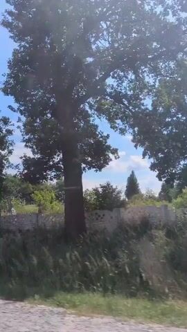 This video shows a landscape view, likely from a moving vehicle, on a sunny day with a clear blue sky and scattered clouds. The foreground consists of green grass and foliage. In the midground, there is a stone wall, and beyond that, a cemetery with many gravestones and crosses is visible. Large trees with lush green leaves are prominent in the scene, as are other smaller trees and bushes. The camera pans slightly to the right, revealing more of the cemetery and the surrounding landscape.