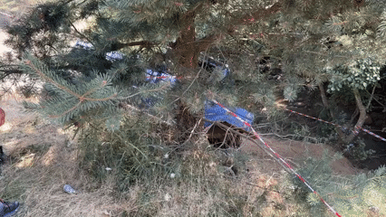 Off-road vehicle rollover in pine forest outside Govedartsi
