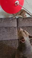 Pets play with red balloon in Ulyanovsk home