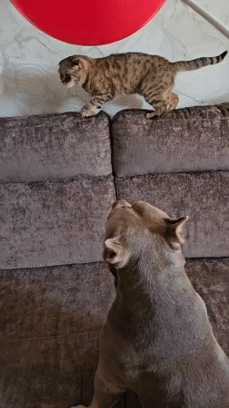 Pets play with red balloon in Ulyanovsk home