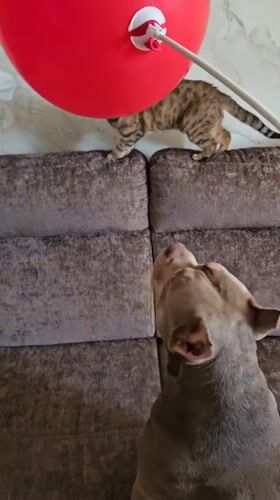 Pets play with red balloon in Ulyanovsk home