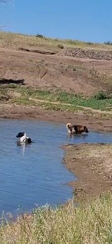 Two dogs are in a body of water. The dog on the left is black and white and is submerged in the water up to its chest. The dog on the right is brown and tan and is submerged up to its back. The water is calm and reflects the sky. The surrounding environment appears to be a natural landscape with dirt hills and some vegetation. The lighting suggests it is daytime.