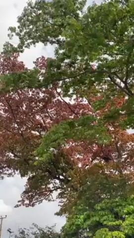 The video shows a tree with green and red leaves against a cloudy sky. The camera angle looks up through the branches, creating a dense pattern of leaves against the sky. The wind gently rustles the branches.