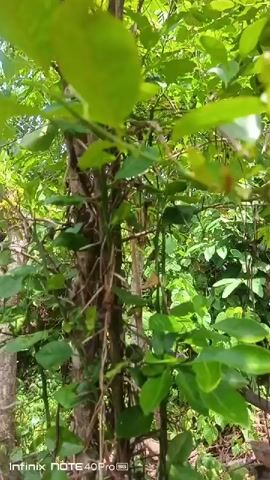 The video shows a close-up shot of a tree with green leaves and branches. Several round, green fruits are visible on the branches. The camera pans slightly upwards, revealing more of the tree and the sky in the background. Sunlight filters through the leaves, creating a bright and airy atmosphere. The lower left corner of the video displays the text "Infinix NOTE 40 Pro 5G".