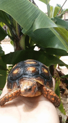 Small tortoise with distinctive markings observed in multiple settings