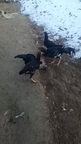 Four black chickens with some white accents are eating from a metal container on a patch of dirt and sparse vegetation. One chicken stands upright in the snow. The foreground shows a dirt path, and the background shows snowy ground.