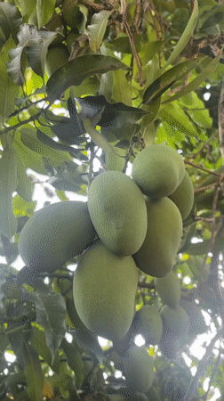 Green mangoes observed on tree in Miranda, Venezuela